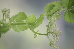 Cyphostemma setosum